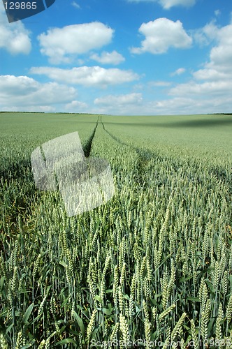 Image of Green field and blue sky