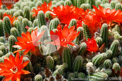 Image of Cactus red flowers