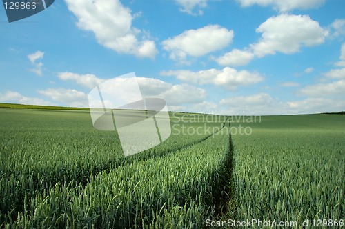 Image of Green rye and blue sky