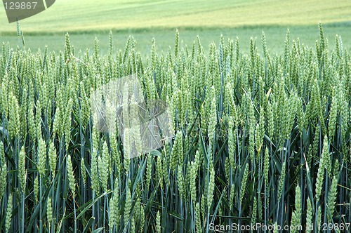 Image of Field of green rye