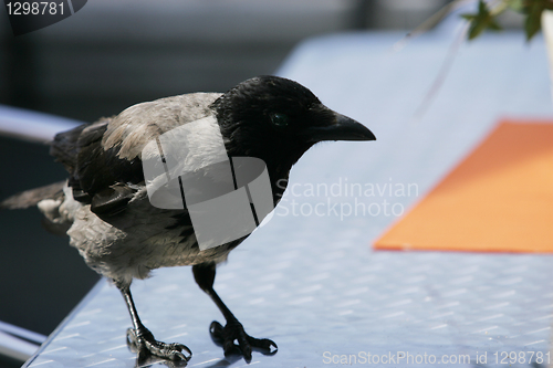 Image of Black Crow