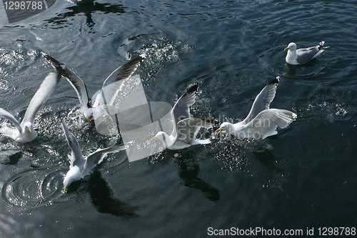 Image of Sea Gulls