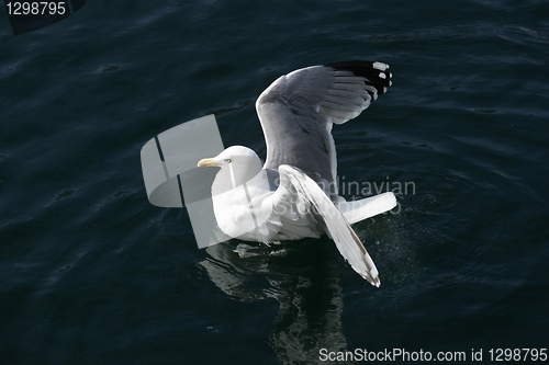 Image of Sea Gull