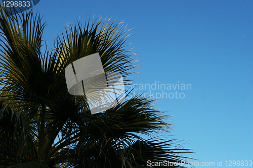 Image of Palm Tree