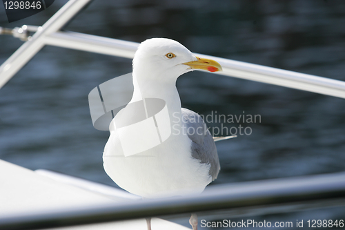 Image of Seagull