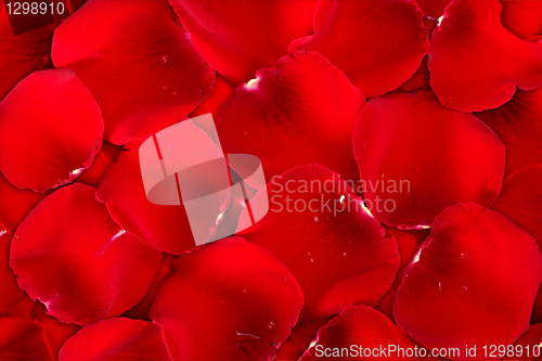 Image of Background dark red of rose petals