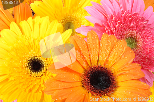 Image of Background of flowers