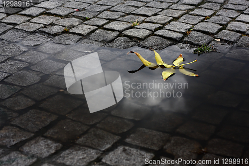Image of Leaf in the Water