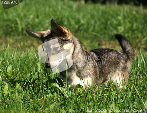 Image of The puppy