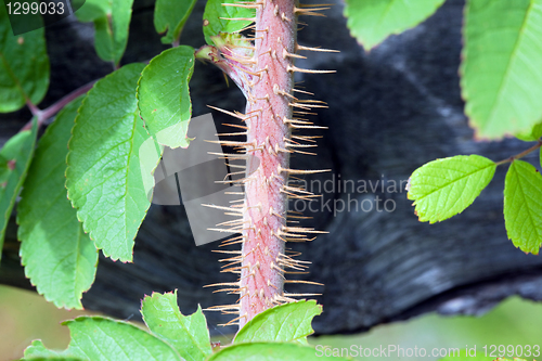 Image of Wild rose thorns (Rosa) 