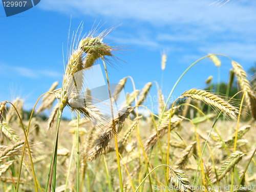 Image of Summer field
