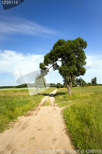 Image of Tree in the field