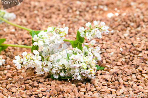 Image of 	Buckwheat