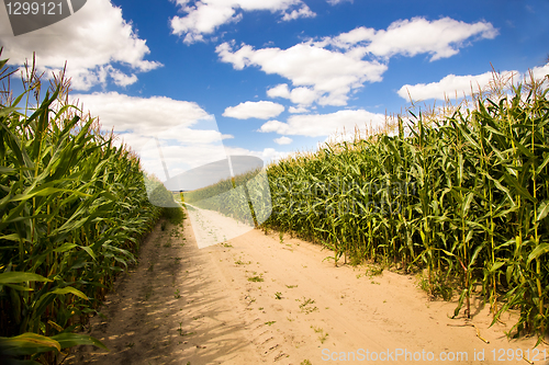 Image of Green corn