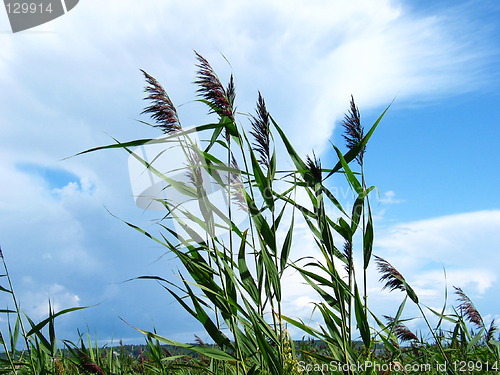 Image of Straws