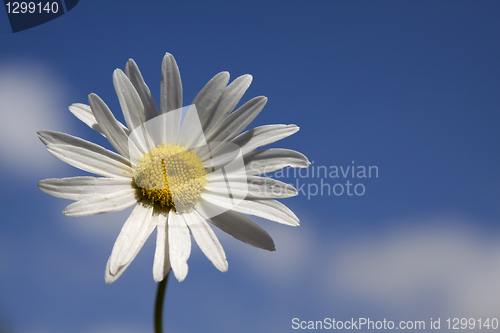 Image of marguerit