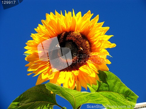 Image of Nature's joke
