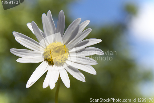 Image of marguerit