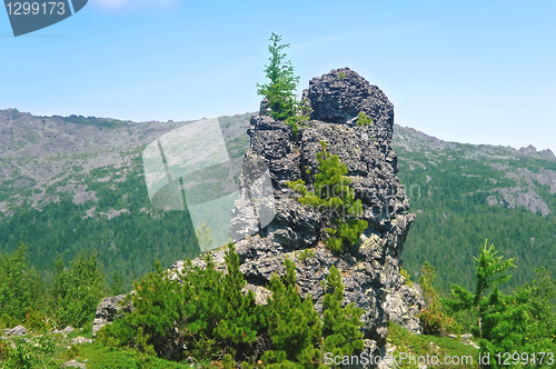 Image of A rock with a tree