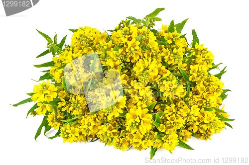 Image of Bouquet of yellow flowers