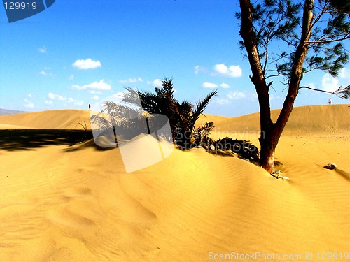 Image of Tree in the desert