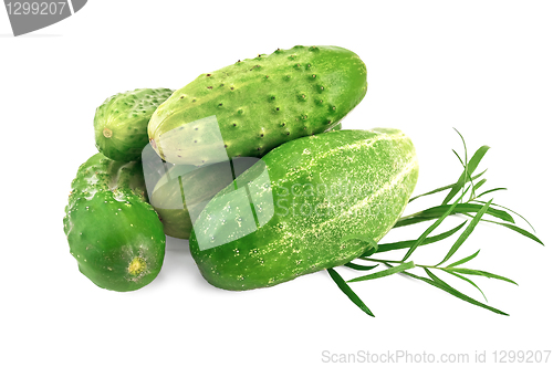 Image of Cucumber with tarragon