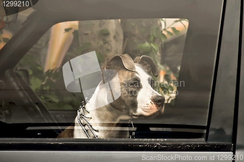 Image of Dog in car