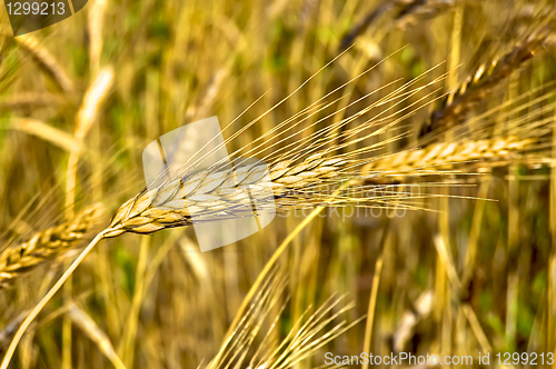 Image of Ear of wheat