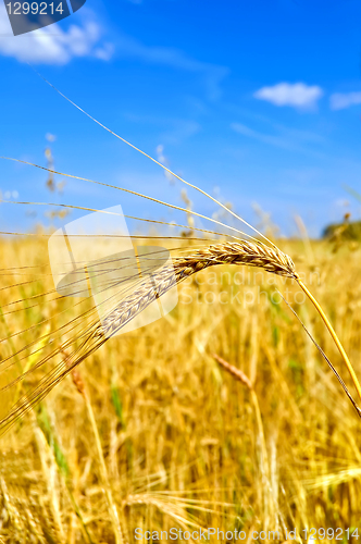 Image of Ear of wheat against the sky