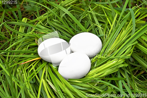 Image of Eggs in the grass
