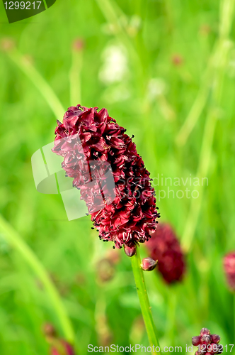 Image of Flower field burgundy