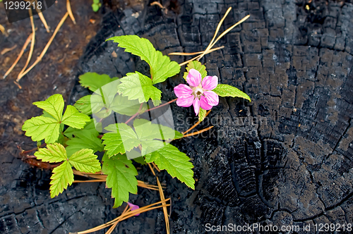 Image of Flower on the burnt stump