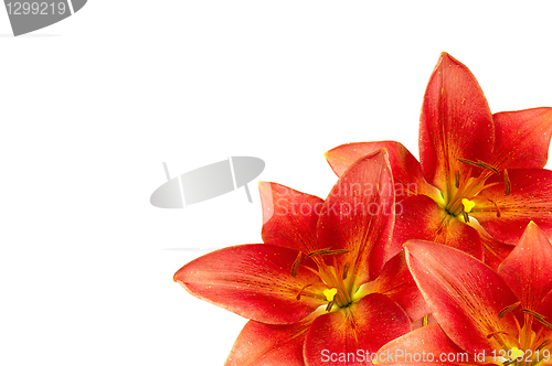 Image of Frame made of orange lilies lilies