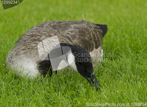 Image of Canadian goose in the grass