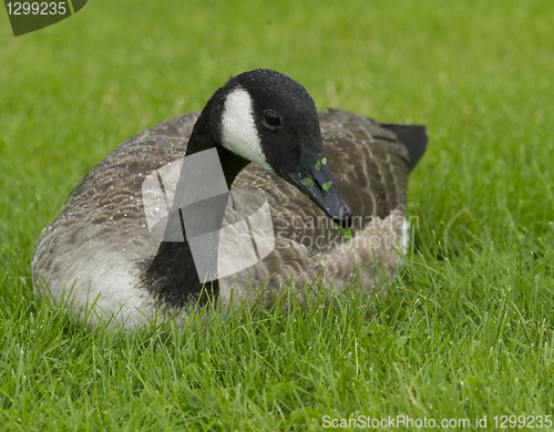 Image of Canadian goose in the grass