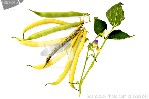 Image of Multi-colored beans with a flower