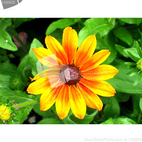 Image of Sunny days