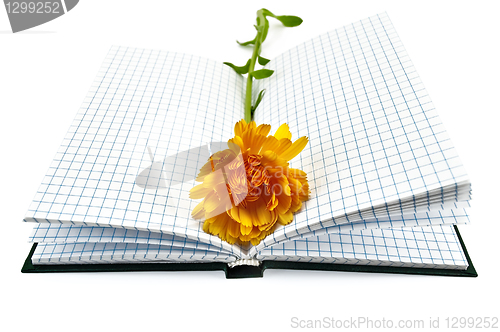 Image of Notebook with yellow marigold