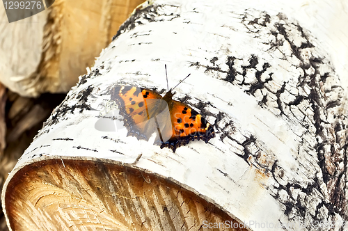Image of Orange butterfly on birch