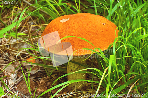 Image of Orange-cap boletus