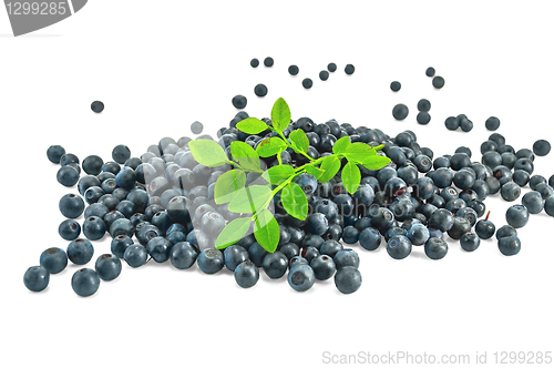 Image of Pile blueberries with a sprig of