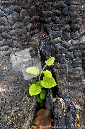 Image of Sapling from the charred stump