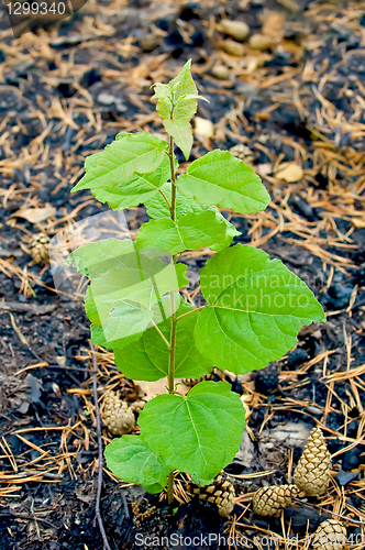 Image of Sapling on the charred earth