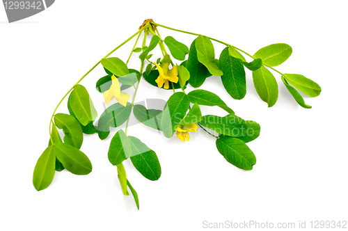 Image of Sprig of acacia blossoms