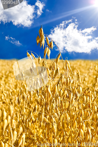 Image of Stem oats against the blue sky