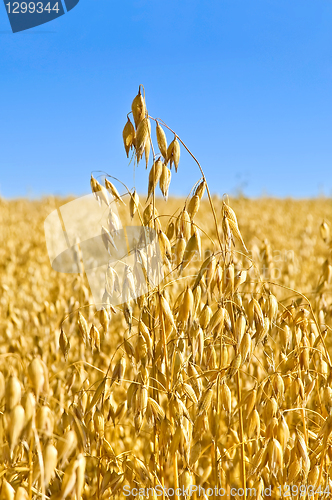 Image of Stem oats field