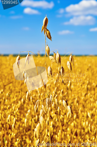 Image of Stem oats in the sky