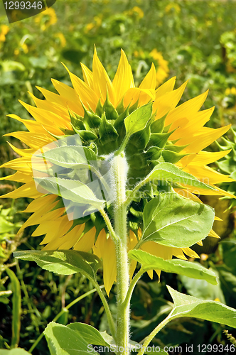 Image of Sunflower from the back