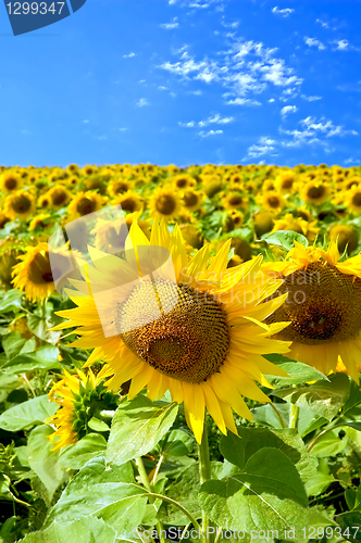 Image of Sunflowers in field