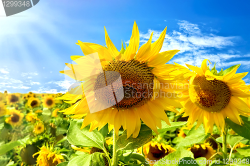 Image of Sunflowers on a background of blue sky